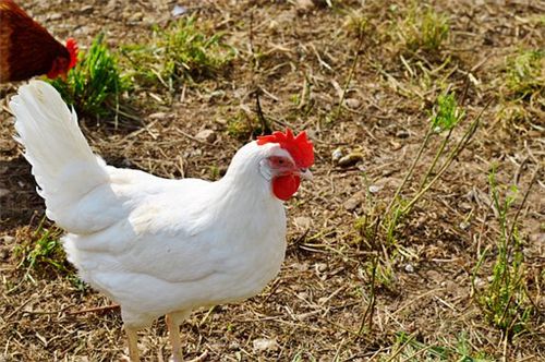 白羽肉鸡