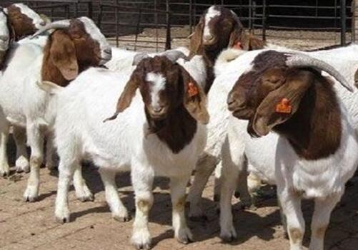 养殖波尔山羊