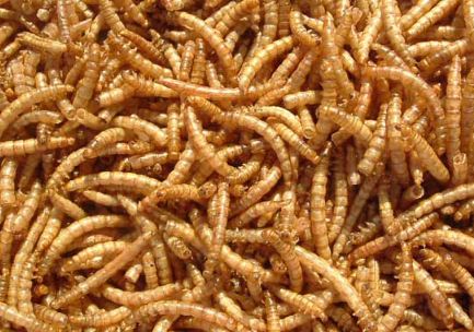 黄粉虫冬季养殖管理方法