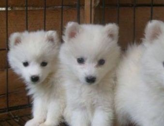 日本狐狸犬价格