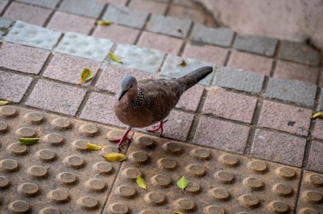 斑鸠的生活习性