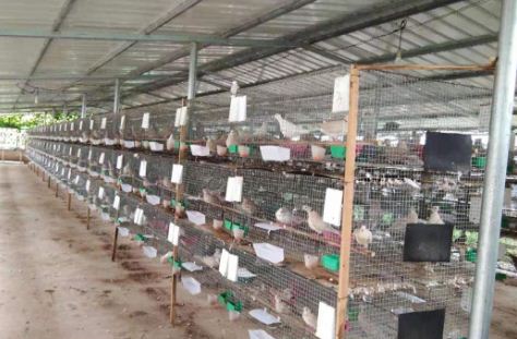 斑鸠的养殖注意事项