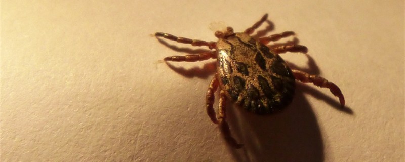 如何鉴别被蜱虫咬了