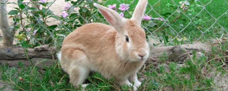 兔子种类