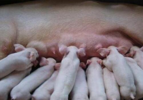 仔猪吃奶