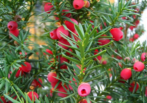 长满红色果实的红豆杉