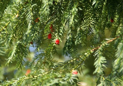 茂密的红豆杉枝条