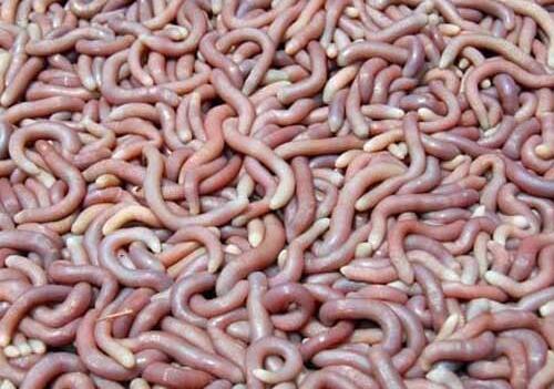 沙虫的养殖技术