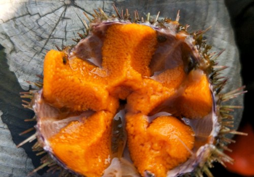 海胆里的黄色东西