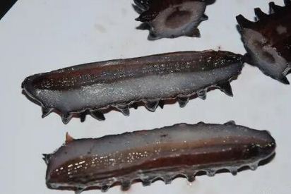 人造海参鉴别方法