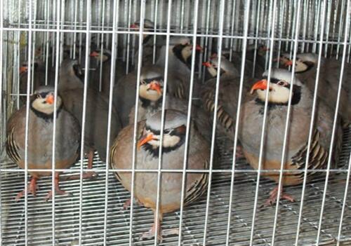 鹧鸪的饲养