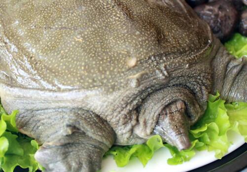 �������ֳ