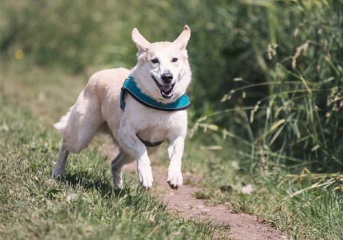 在草地上奔跑的狗