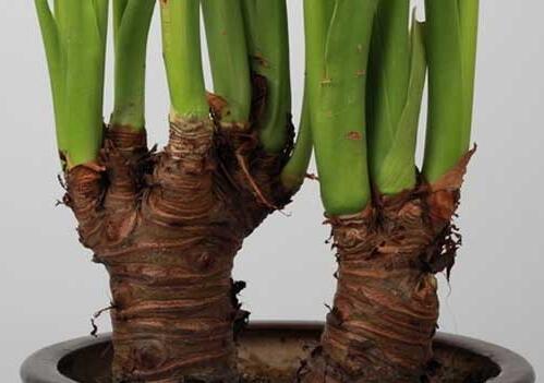 滴水观音有毒吗