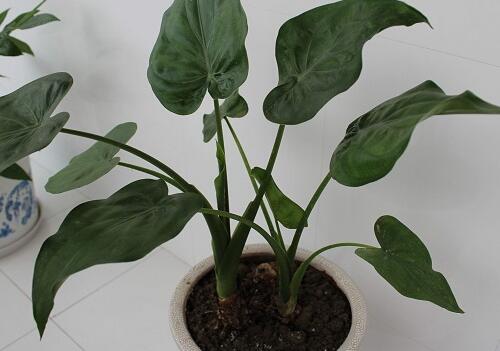 养滴水观音的好处