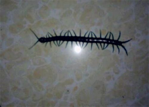 蜈蚣-自制