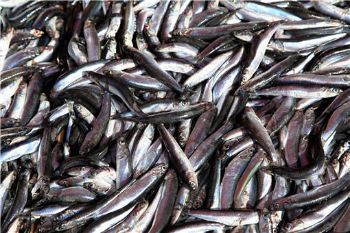 沙丁鱼能人工养殖吗-摄图网