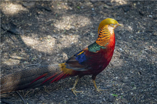 红腹锦鸡-摄图网