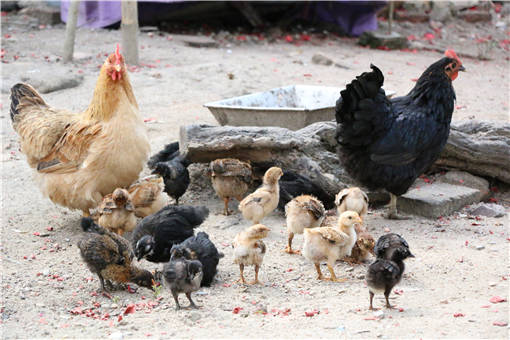 怎么提高幼鸡的存活率-摄图网