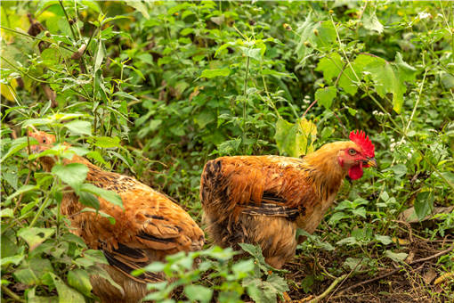 如何提高肉鸡养殖的品质-摄图网