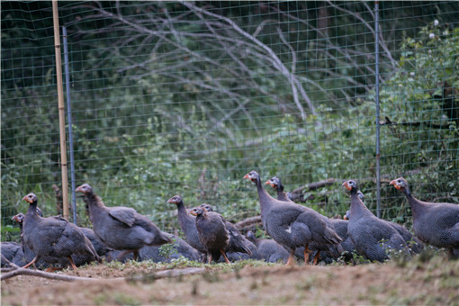五黑鸡育雏期怎么养-摄图网