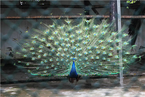 孔雀怎么养殖-摄图网