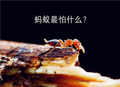 蚂蚁-摄图网