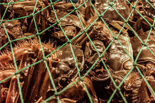 如何提高螃蟹的产量-摄图网