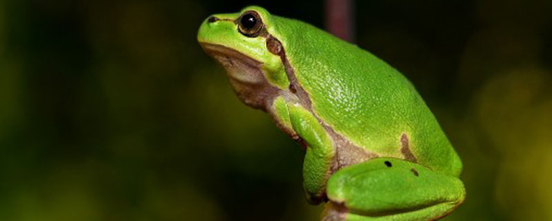 ������ô��