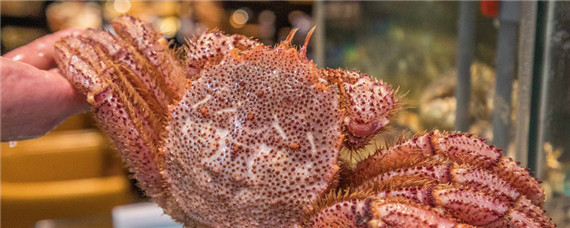 观赏螃蟹怎么养-摄图网