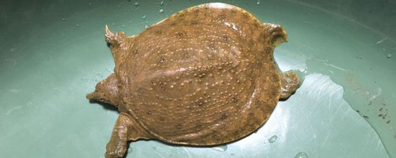 ��������ô��