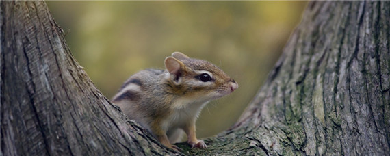 һֻ������-��ͼ��