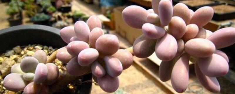 桃蛋冬天怎么养