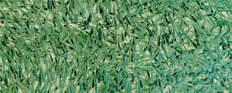 玻璃猫鱼怎么养