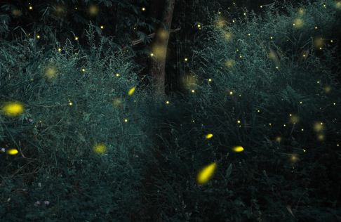 萤火虫吃什么食物