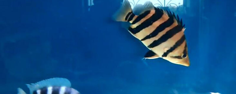 印尼虎苗怎么养