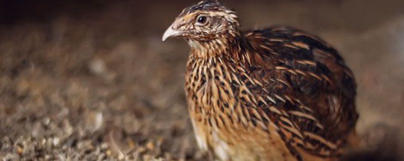 野鹌鹑怎么养