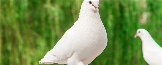 鸽子怎么养繁殖快-摄图网
