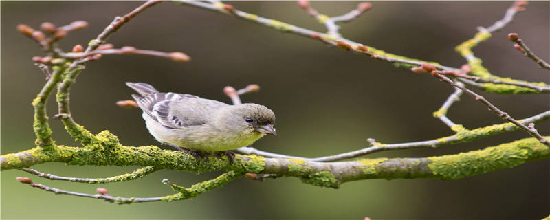 贝子鸟怎么养-摄图网