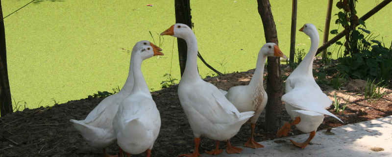 鹅-自制