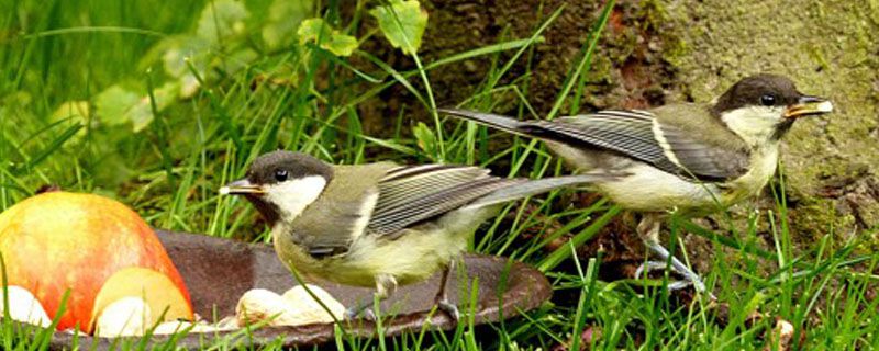 大山雀饲料配方
