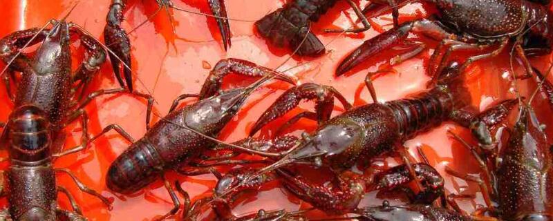 小龙虾