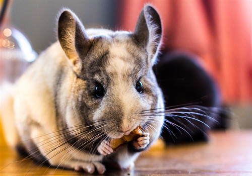 龙猫最便宜多少钱一只-摄图网