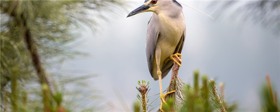 两只灰文鸟-摄图网