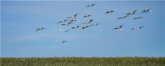 一只黄玉鸟-摄图网