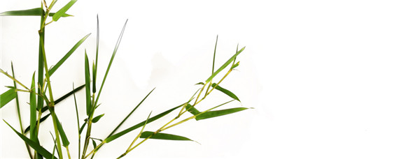 荷叶竹怎么养-摄图网