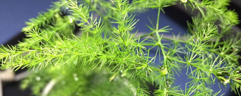 �����֦��ֳ����