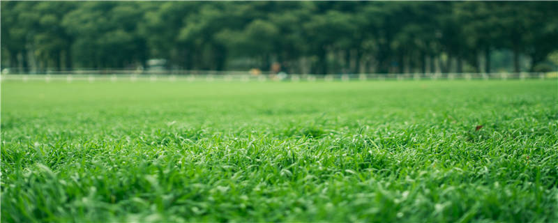 叉柱花怎么种-摄图网