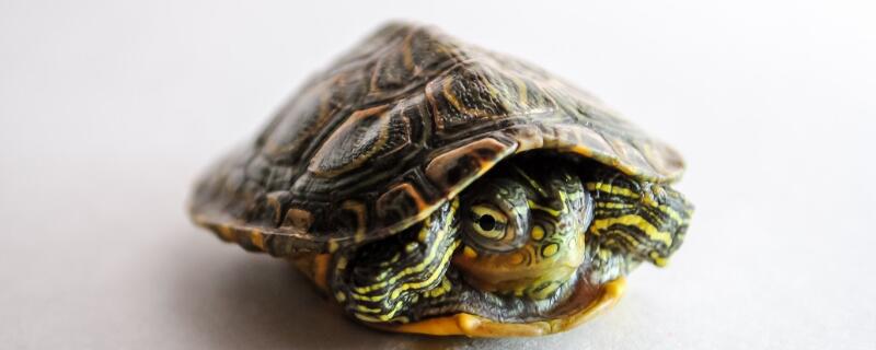 土龟怎么养
