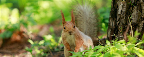 一只黄山松鼠-摄图网